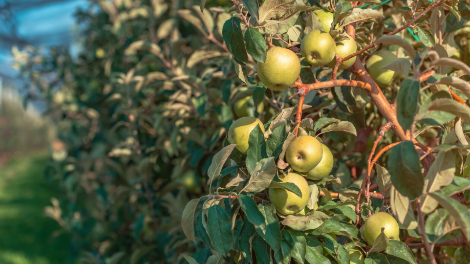De descarte a innovación: la manzana que impulsa embutidos más saludables Revista Industria Alimentaria